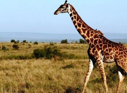 Magical Tanzania Safari Tour