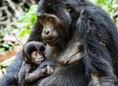 Masai Mara and Uganda Gorilla Trekking Tour