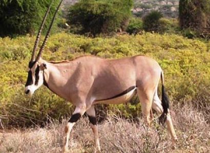 Best of Uganda Wildlife Safari