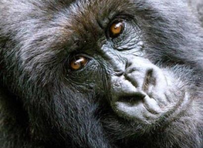 Queen Elizabeth & Gorilla Tracking Tour