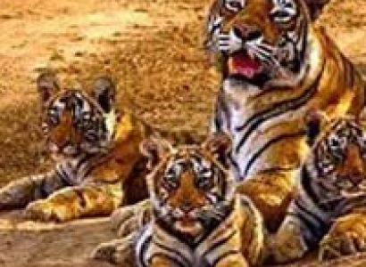 Short Escape to Sariska Tour