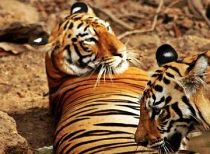Tadoba Jungle Safari Tour