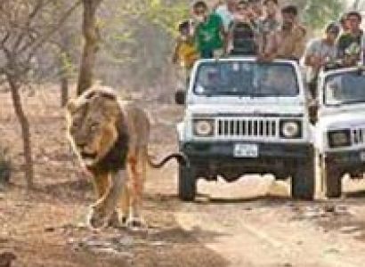 Lion Safari Tour