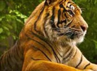 Short Escape to Ranthambore Tour