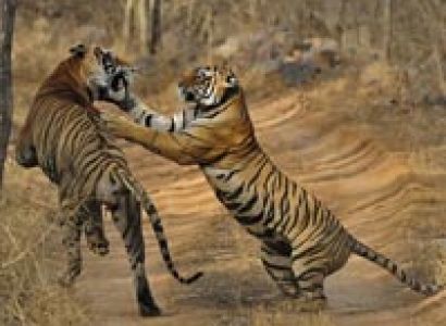 Chittor with Ranthambore Tour