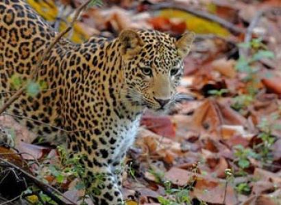 Satpura National Park Wildlife Tour