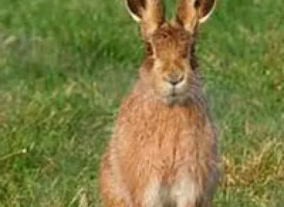 Pench Tiger Tour with Nagzira