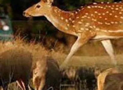 Tadoba Nagzira and Pench National Park Tour