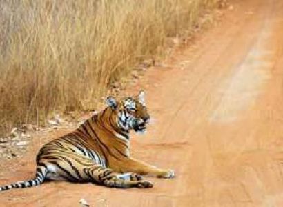 Jabalpur to Bandhavgarh Tour Package