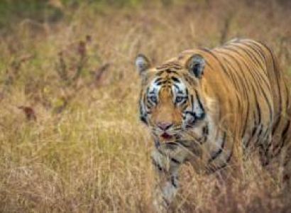 Satpura National Park Package