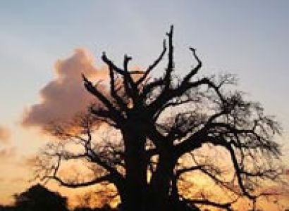 3-Day 2-Night- Selous Game Reserve Tour