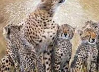 5 Days Selous Game Reserve-Mikumi National Park