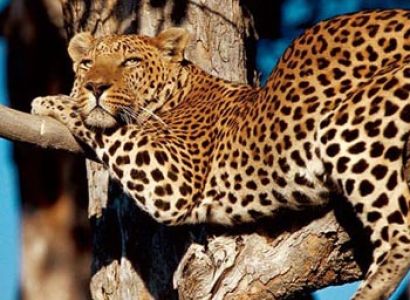 5-Day Ruaha National Park - Mikumi National Park Tour