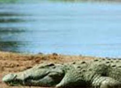 Selous/Mikumi/Udzungwa 5Days/4Nights Tour