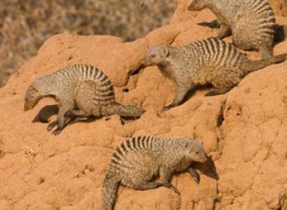 3-Day 2Nights - Tarangire - Lake Manyara - Ngorongoro