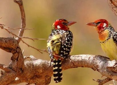 5-Day 4Nights- Lake Manyara-Serengeti-Ngorongoro