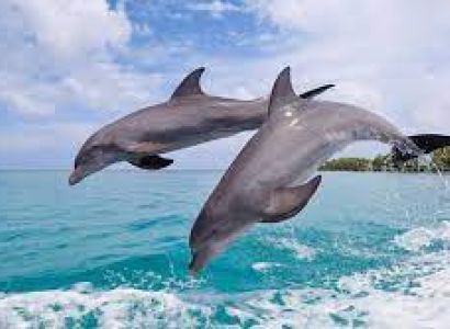 Dolphin Trip in Goa