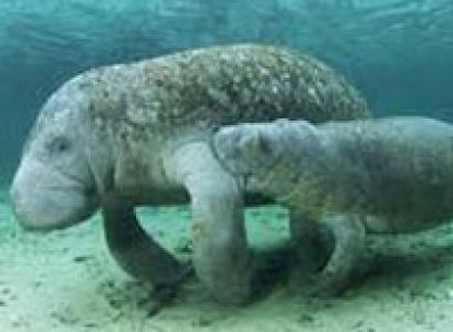 Tropical Andaman Package