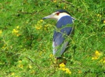 A Tour to Keoladeo National Park package