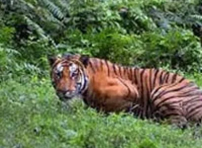 Pench National Park Tour