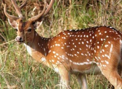 Chhatisgarh Tribal Tour