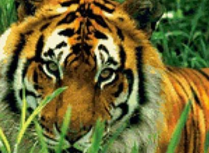 Kanha National Park Tour