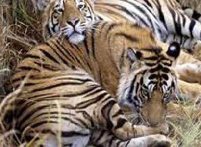 Bandhavgarh National Park Tour