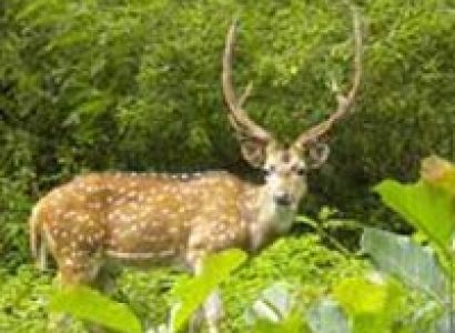 Kaziranga Wildlife Tour