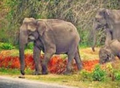 Wayanad & Kabini from Bangalore Tour