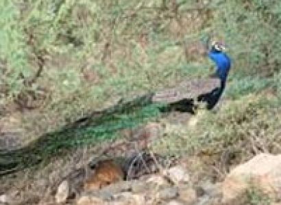 Short Escape to Sariska Tour