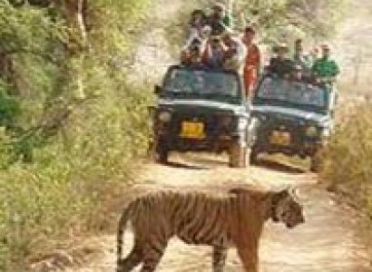 Short Escape to Ranthambore Package
