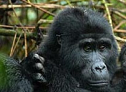 4 Days Rwanda Gorillas and Golden Monkeys Tour