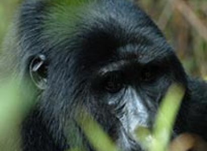 3 Days Rwanda Gorilla Trackng Tour