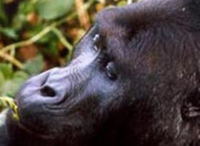 8 Days Congo Complete Tour