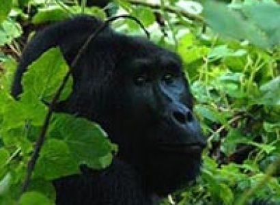 10 Days Rwanda Highlights Package