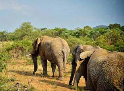 South Africa Classical Tour