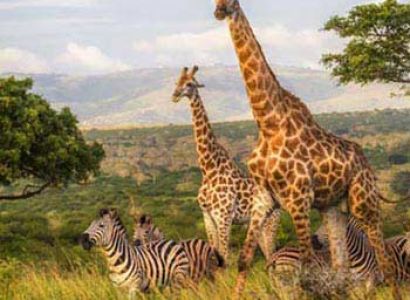 South Africa Jungle Safari Tour