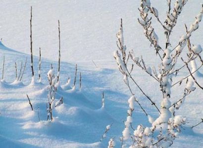 Igloo Snowtrek 2D/1N Tour