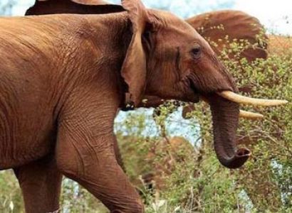 10 Day Gorilla Trekking, Chimpanzee Tracking and Wildlife Safari Tour