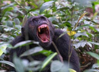 Gorilla Trekking an Chimpanzee Tracking Safari in Uganda Tour