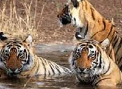 Jim Corbett with Nainital Tour