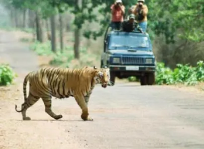 Tadoba Nagzira and Pench National Park Tour