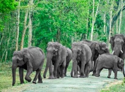 Bandipur National Park Tour