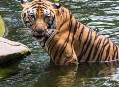 Periyar Tour with Treehouse