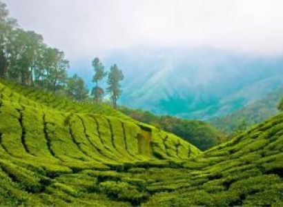 Cochin - Athirappally – Munnar – Thekkady – Alleppey - Kovalam