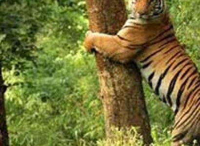 Sunderban Wilderness Tour