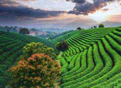 Beautiful Darjeeling Tour