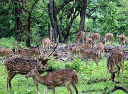 Madhumalai National Park Tour