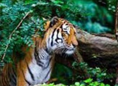 Nainital - Kausani - Corbet  Tour