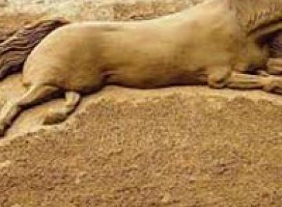 Golden Triangle Tour of Odisha & Chilika Lake Tour